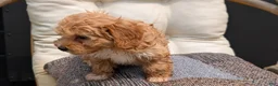 Havapoo dogs for sale: Bella - Ad 6