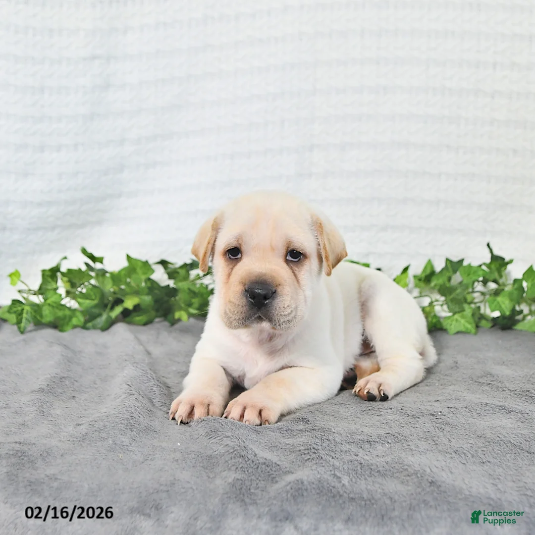 Mini Hippo dogs for sale: Cody - Ad 2