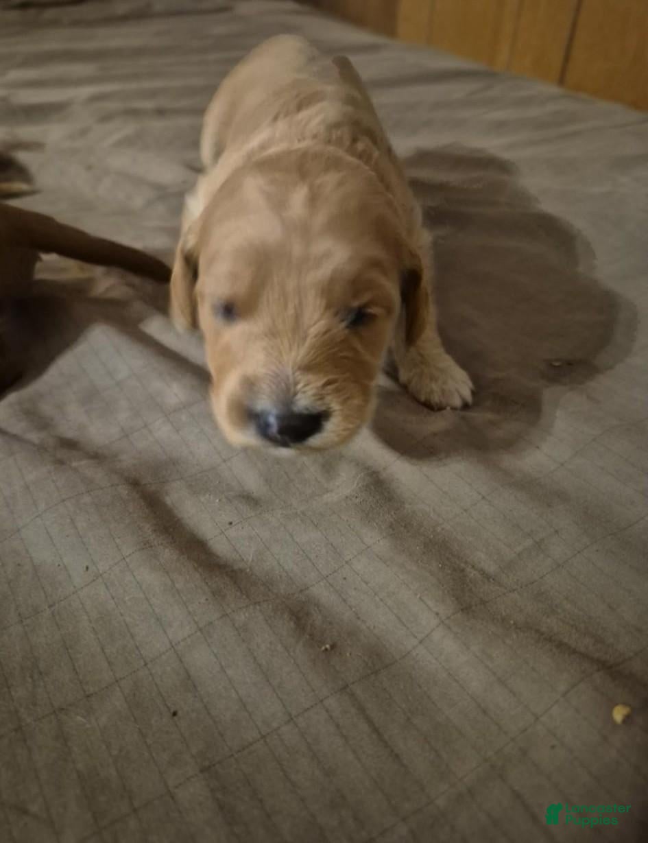 Mini Goldendoodle dogs for sale: Leo  - Ad 1