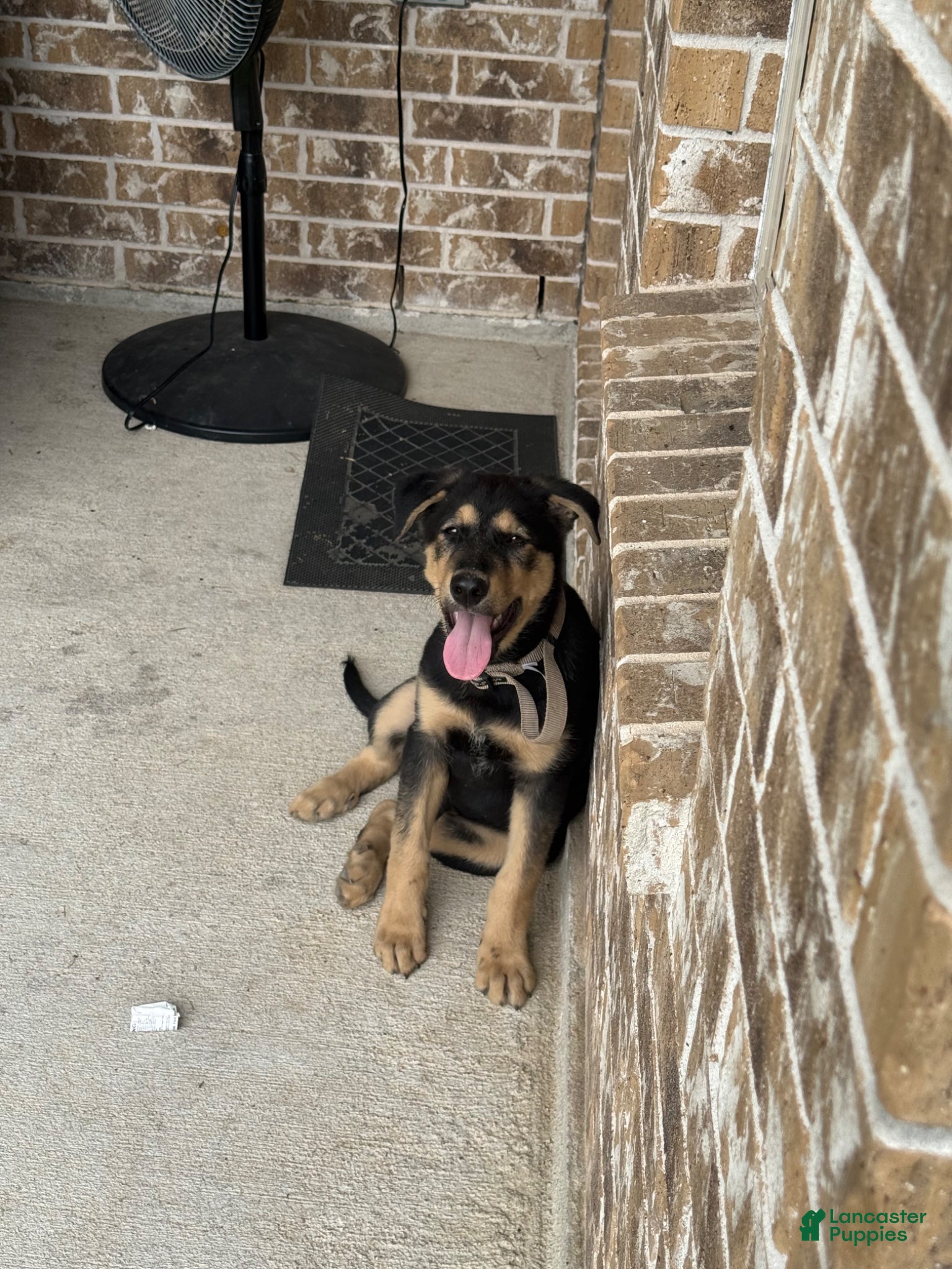 Sheprador dogs Sheprador Puppy 1 - Ad 1