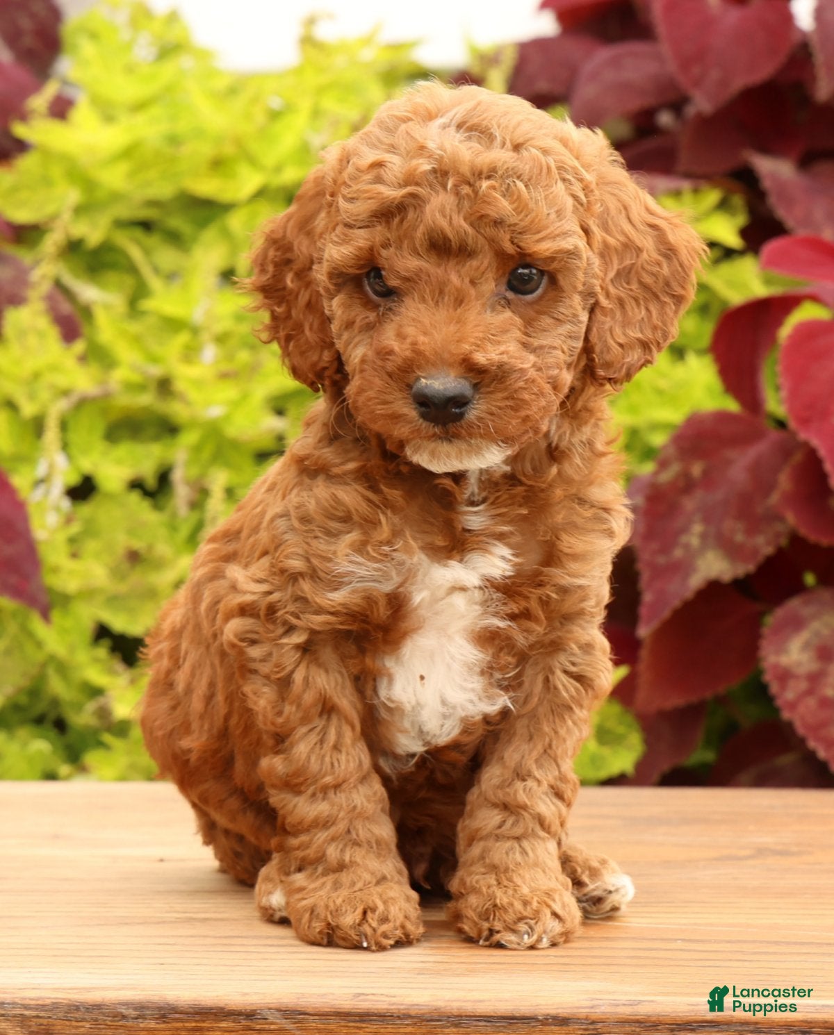 Miniature Poodle dogs Tanner - Ad 1