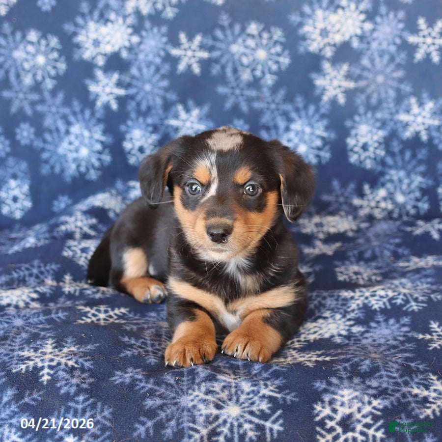 Welsh Corgi Pembroke dogs for sale: Sunny  - Ad 2