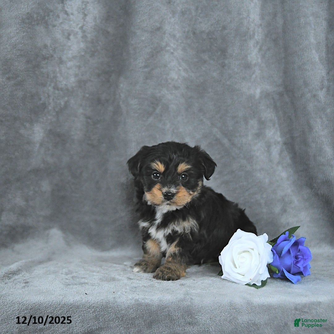 Mixed Breed dogs for sale: Rudolph EXTRA SMALL - Ad 5