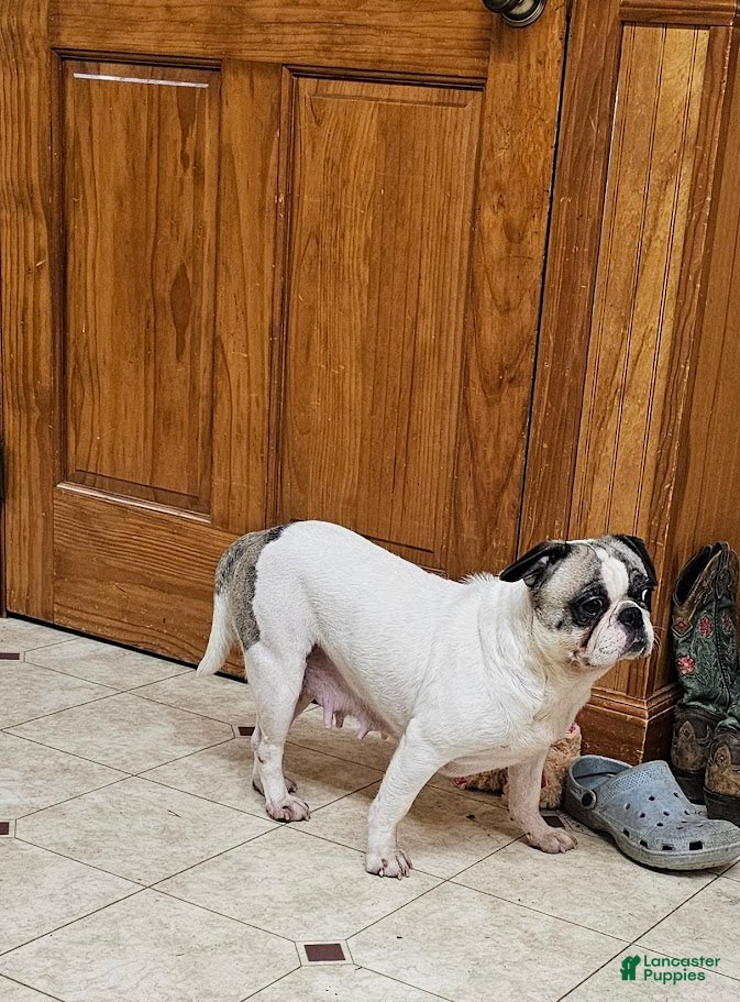Frug dogs JJ One - Ad 11