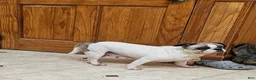 Frug dogs for sale: JJ One - Ad 1