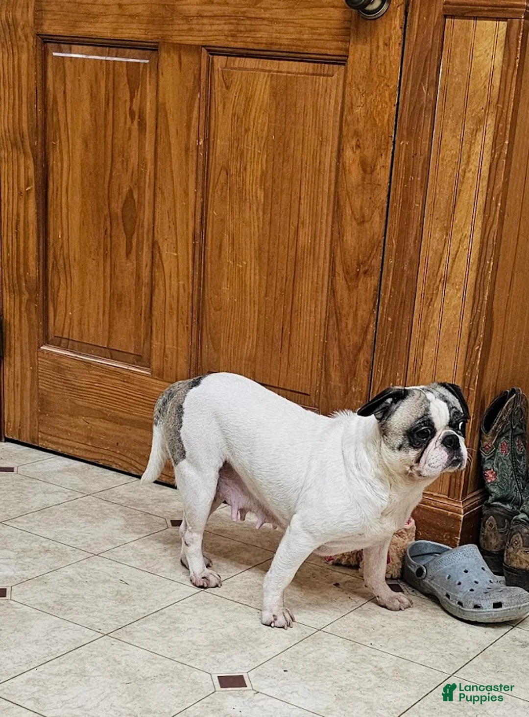 Frug dogs for sale: JJ One - Ad 1