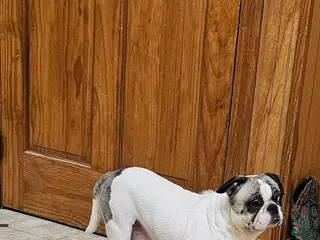 Frug dogs JJ One - Ad 1