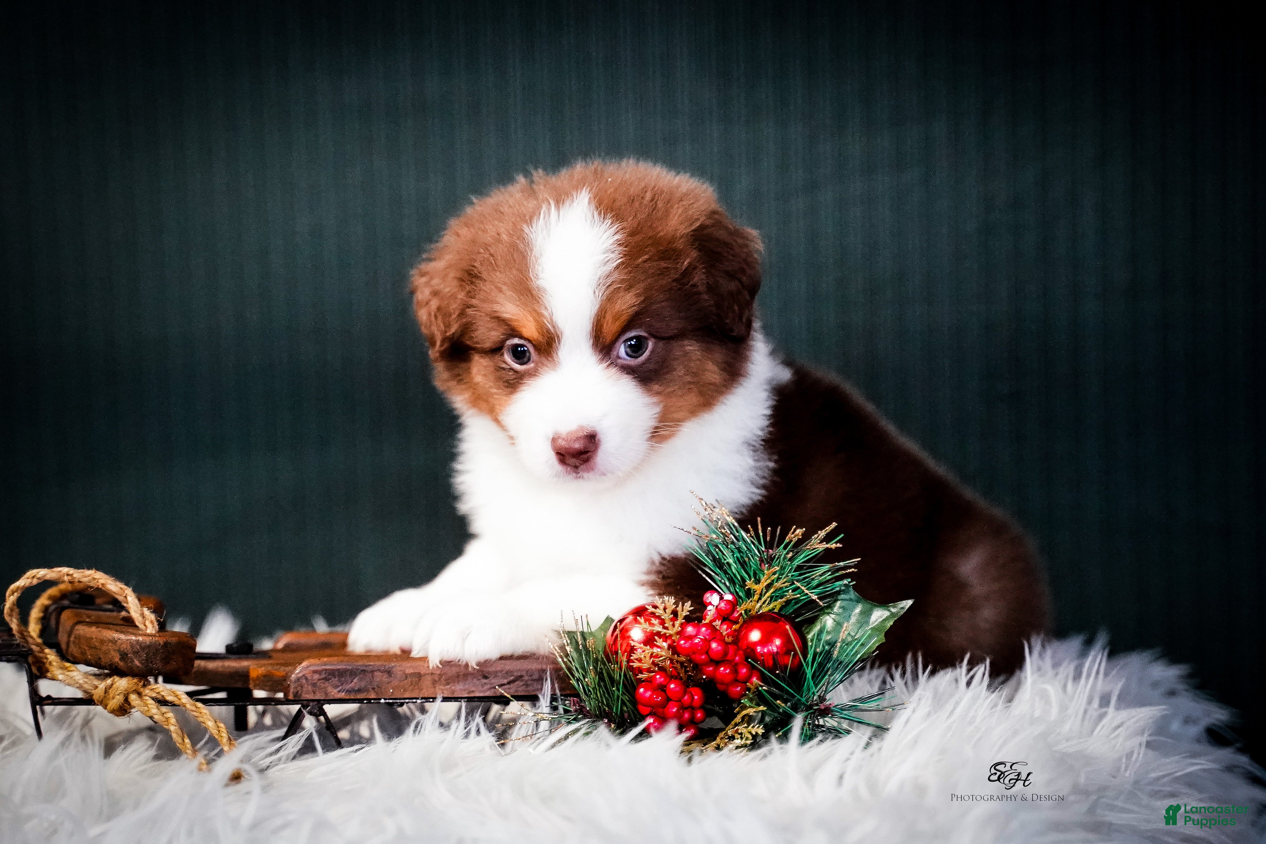 Miniature Australian Shepherd dogs Barney - Ad 1