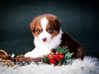Miniature Australian Shepherd dogs Barney - Ad 4