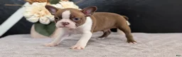Boston Terrier dogs for sale: Max - Ad 3
