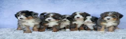 Mini Bernedoodle dogs for sale: 🐾 Percy 🐾 - Ad 21