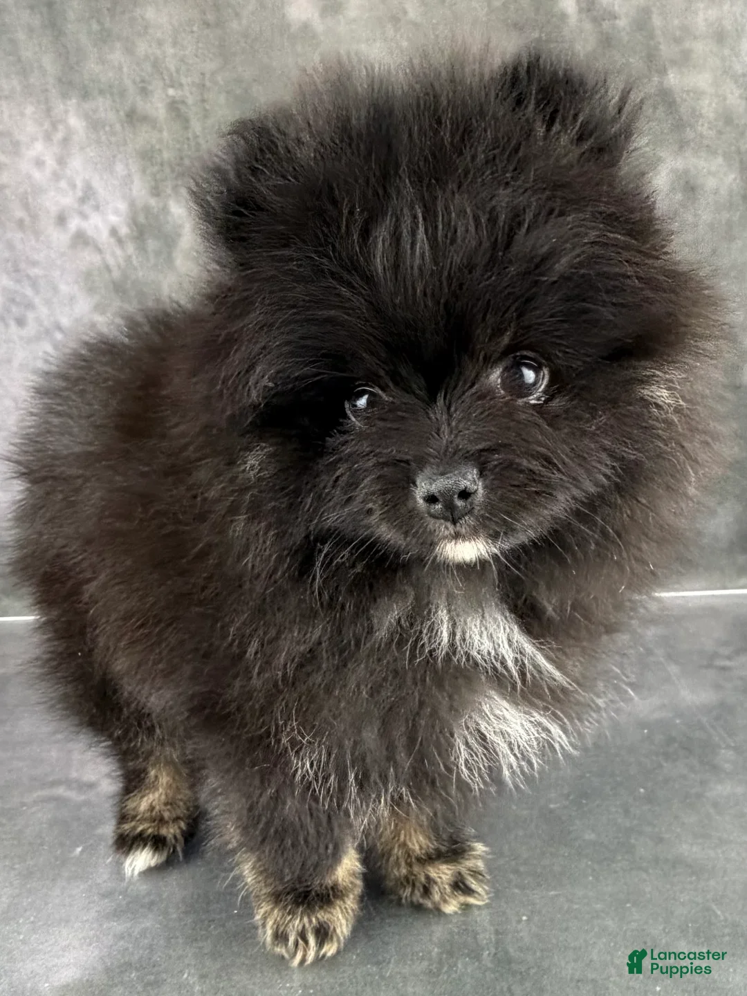 Pomeranian dogs for sale: Teddy - Ad 4