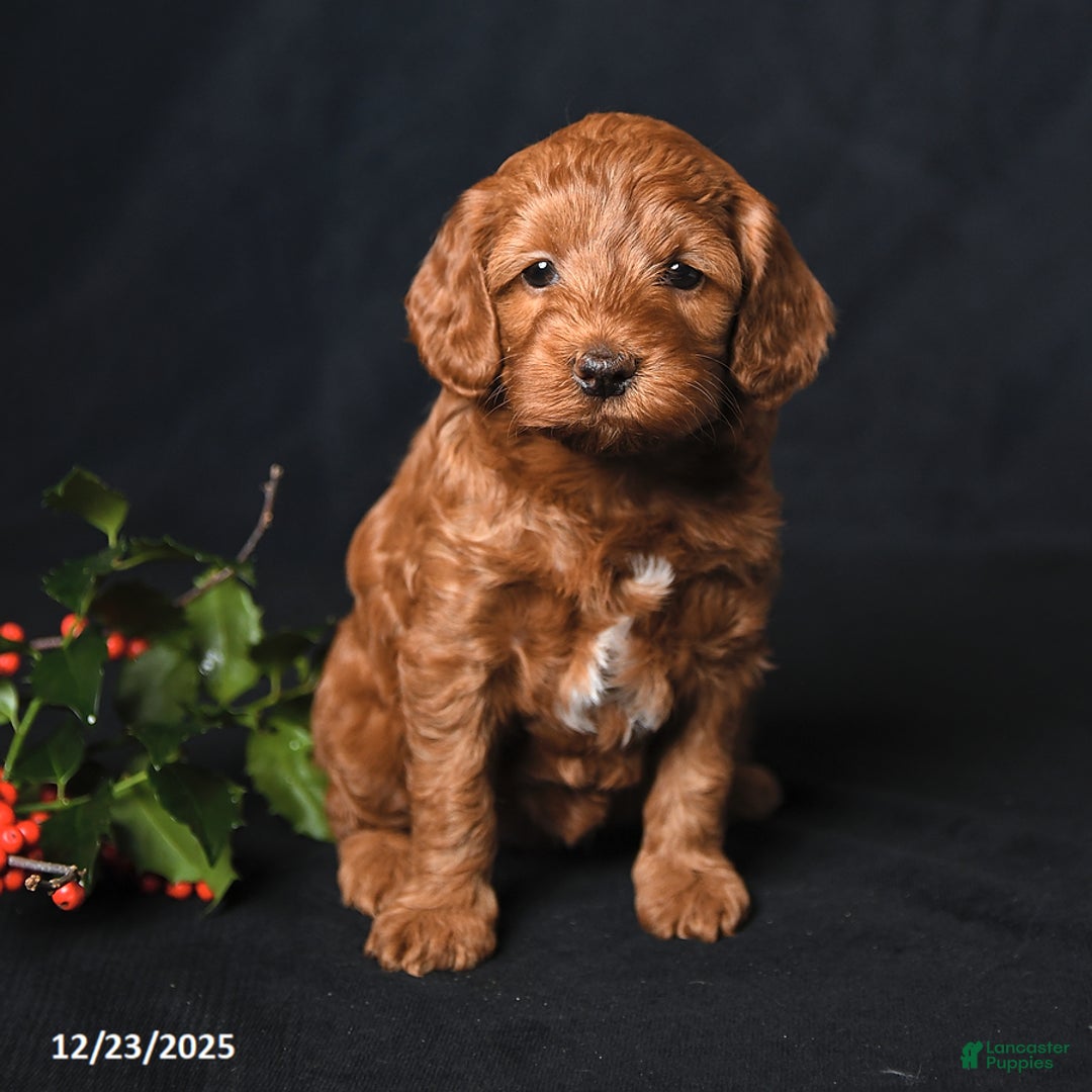 Cockapoo dogs for sale: Jewel - Ad 1