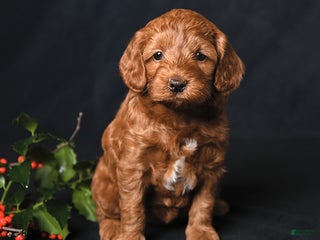 Cockapoo dogs Jewel - Ad 35