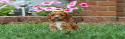 Cavapoo dogs for sale: Fiona - Ad 6