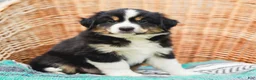 Miniature Australian Shepherd dogs for sale: Fern - Ad 3
