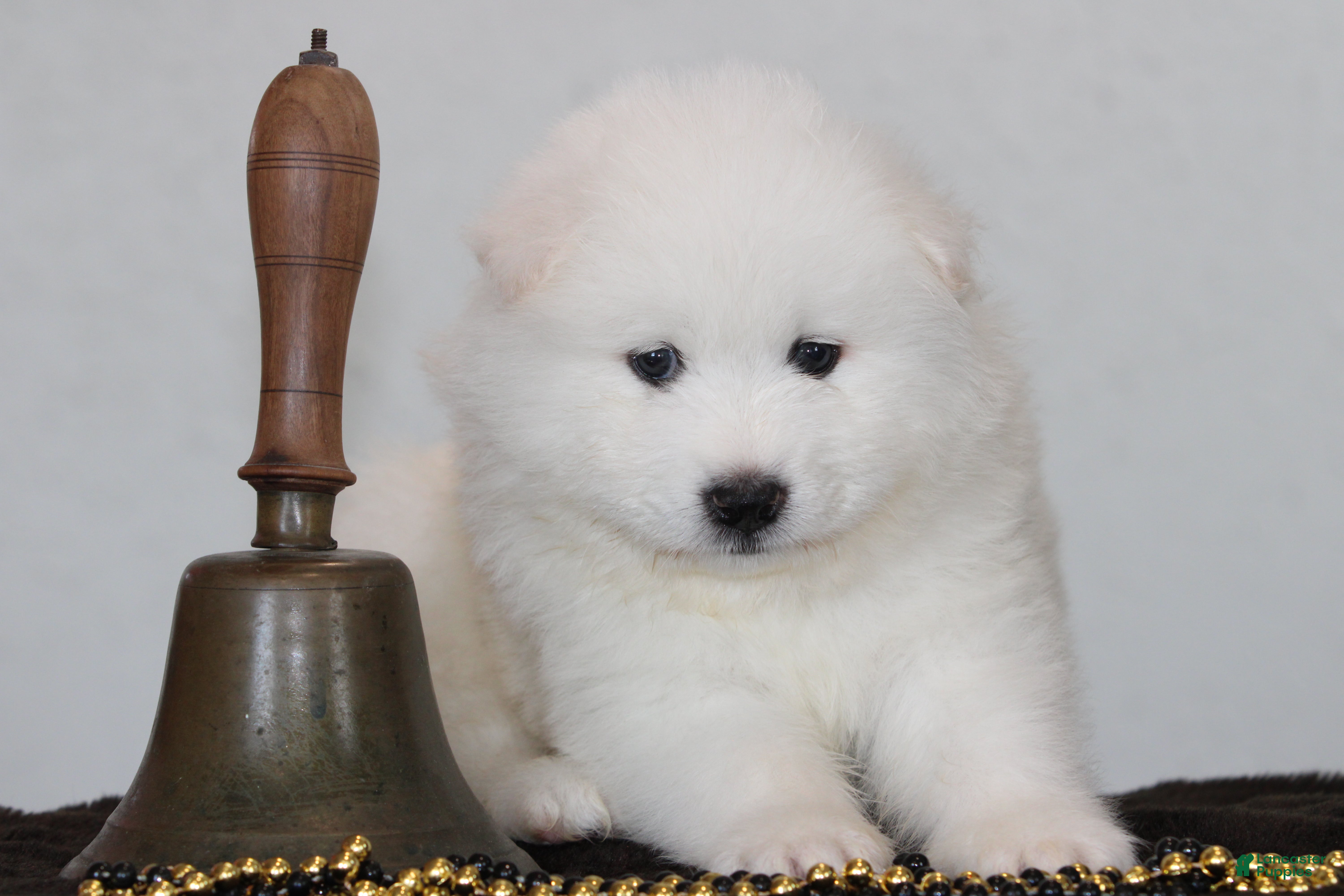 Samoyed dogs Anthem - Ad 2