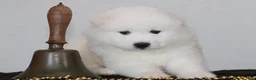 Samoyed dogs for sale: Anthem - Ad 2