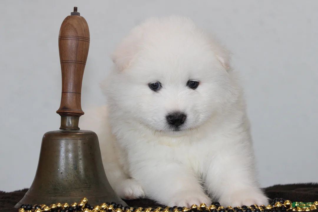 Samoyed dogs for sale: Anthem - Ad 2