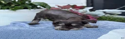Miniature Schnauzer dogs for sale: Logan - Ad 13
