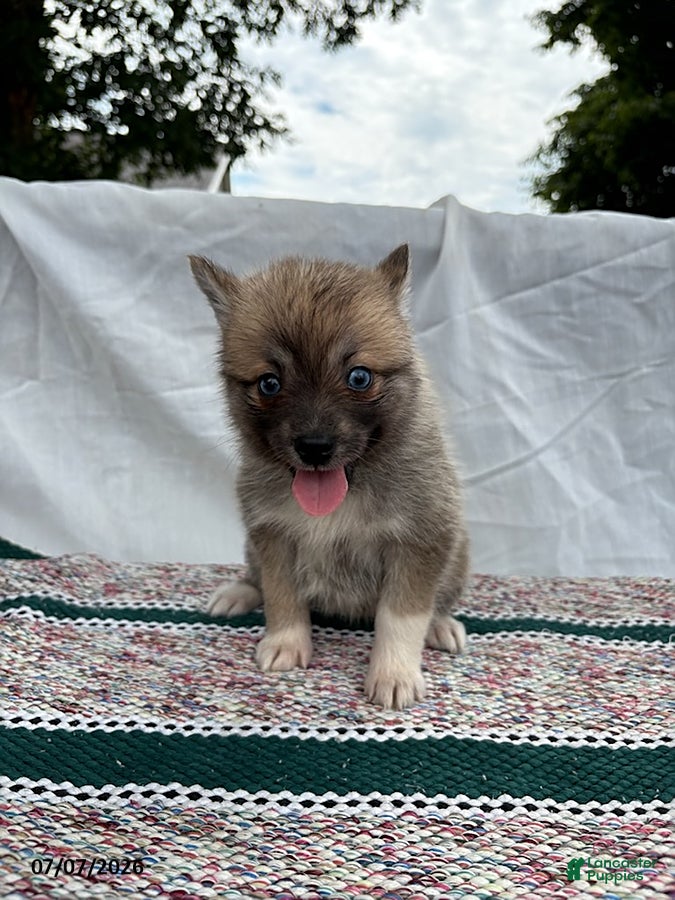Pomsky dogs Buttons - Ad 2