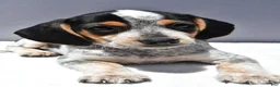 Beagle dogs for sale: Ryan - Ad 6
