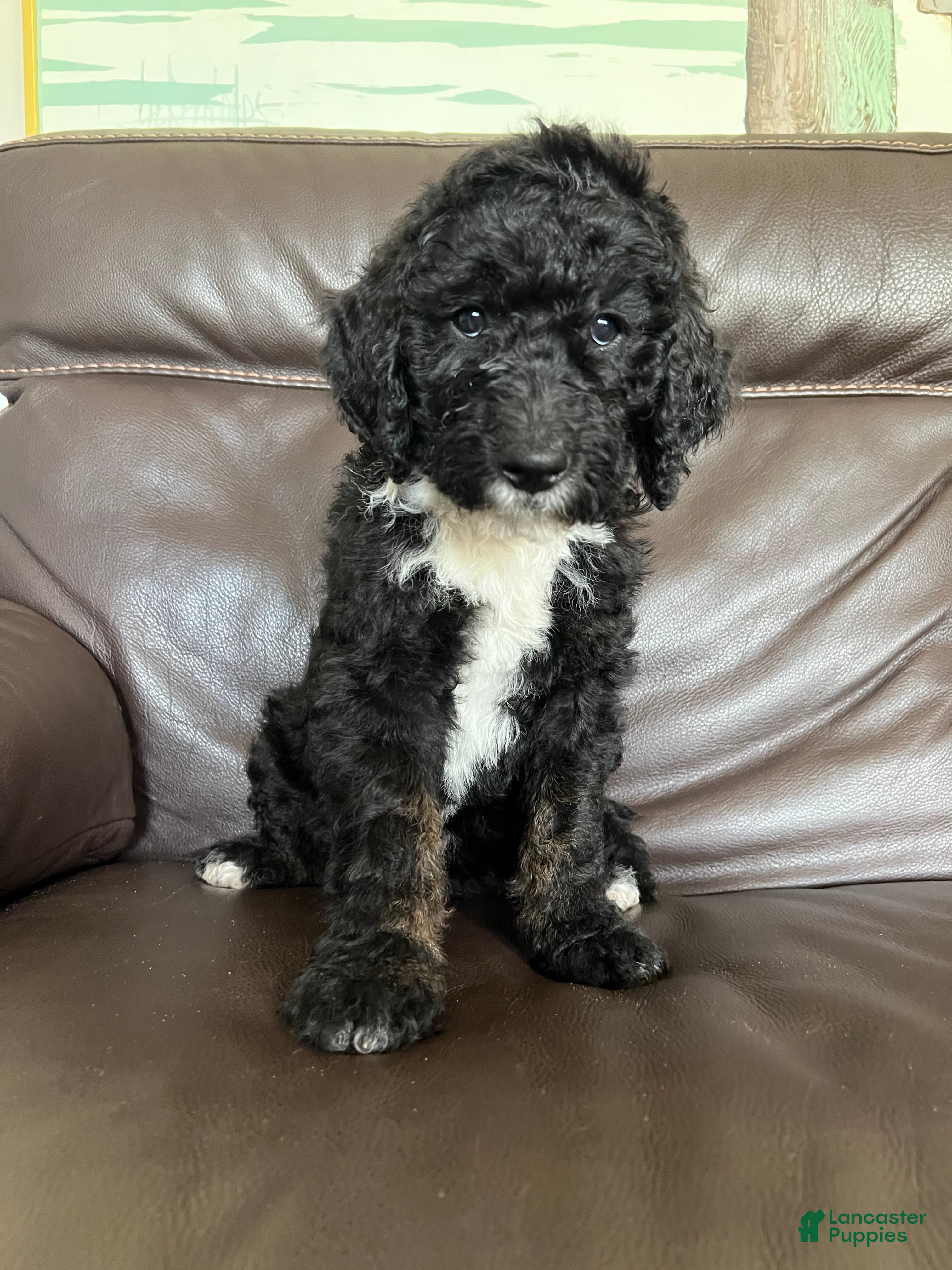 Mixed Breed dogs Spot - Ad 1