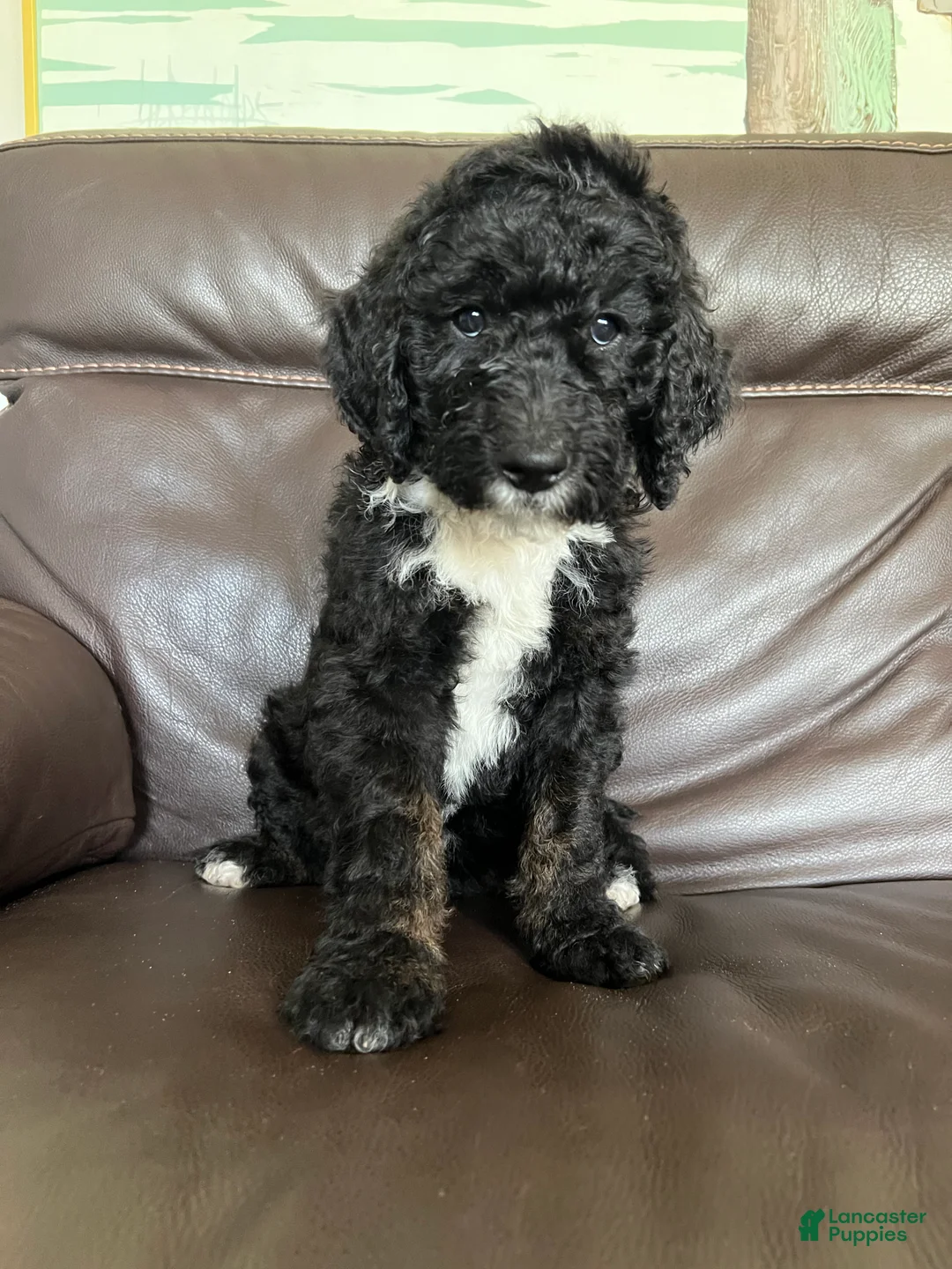 Mixed Breed dogs for sale: Spot - Ad 1