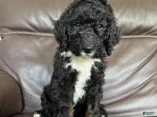 Mixed Breed dogs for sale: Spot - Ad 2