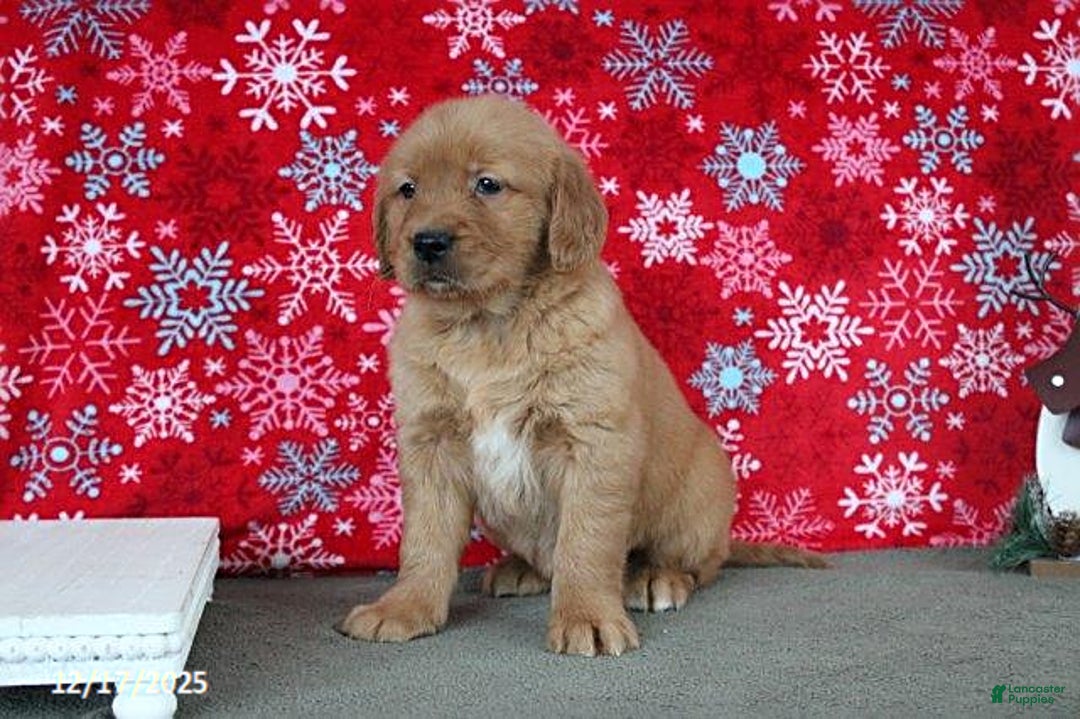 Golden Retriever dogs for sale: Berry - Ad 3