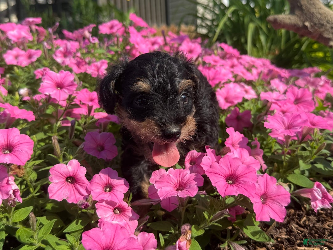 Schnoodle dogs for sale: Isaiah - Ad 28