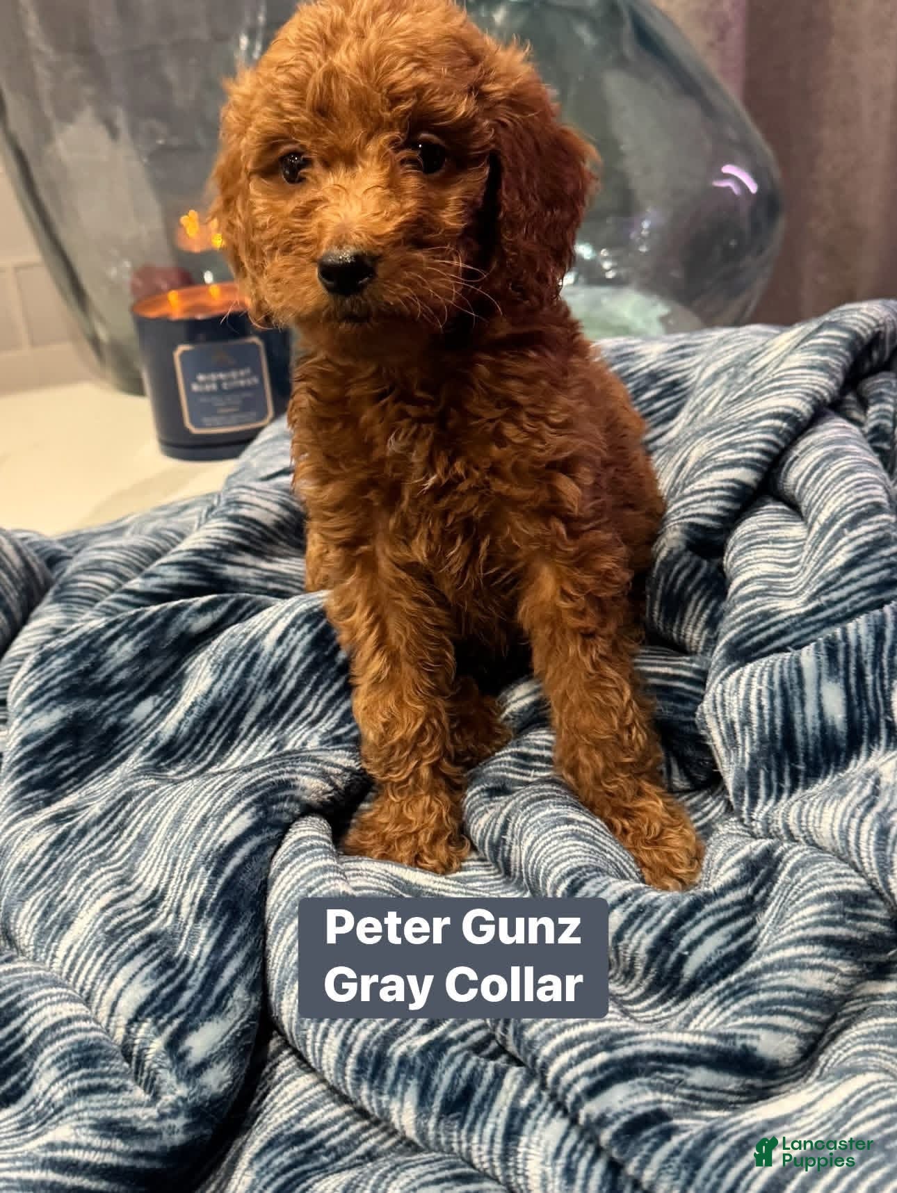 Standard Poodle dogs Peter Gunz gray collar  - Ad 1