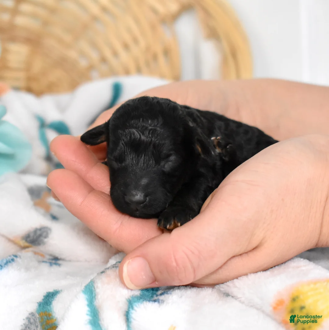 Miniature Poodle dogs for sale: Onyx  - Ad 2