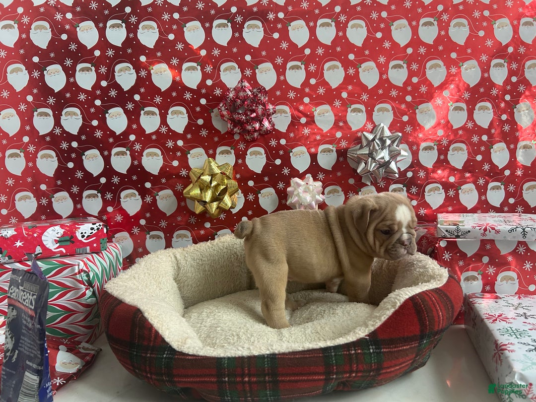 English Bulldog dogs for sale: Willow - Ad 2