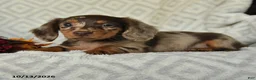 Miniature Dachshund dogs for sale: Dandy - Ad 4