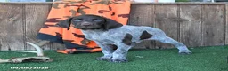 German Shorthaired Pointer dogs for sale: Royal - Ad 4