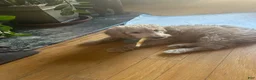 Goldendoodle dogs for sale: CHANEL  - Ad 8