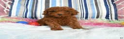 Miniature Poodle dogs for sale: Cookie - Ad 1