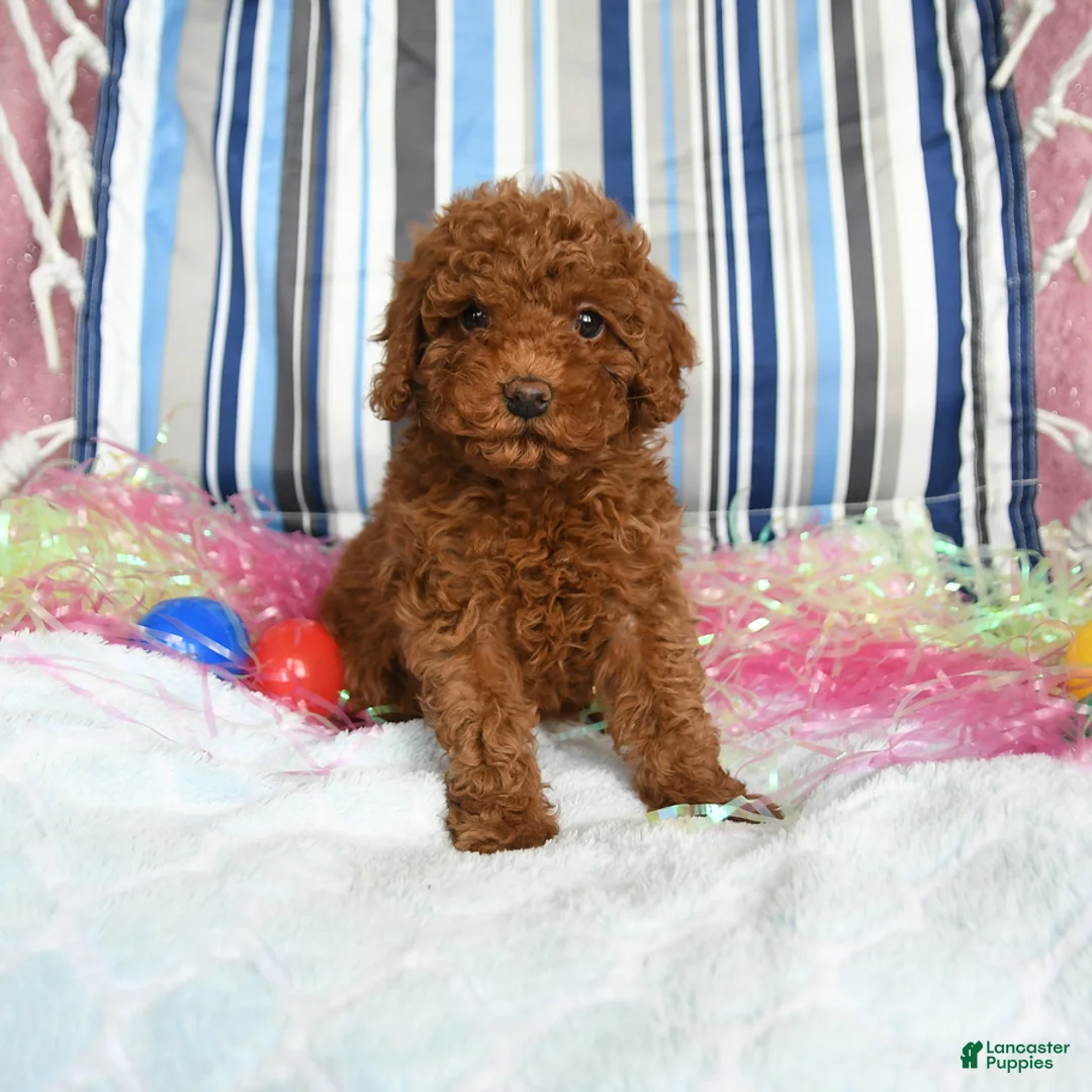 Miniature Poodle dogs for sale: Cookie - Ad 1