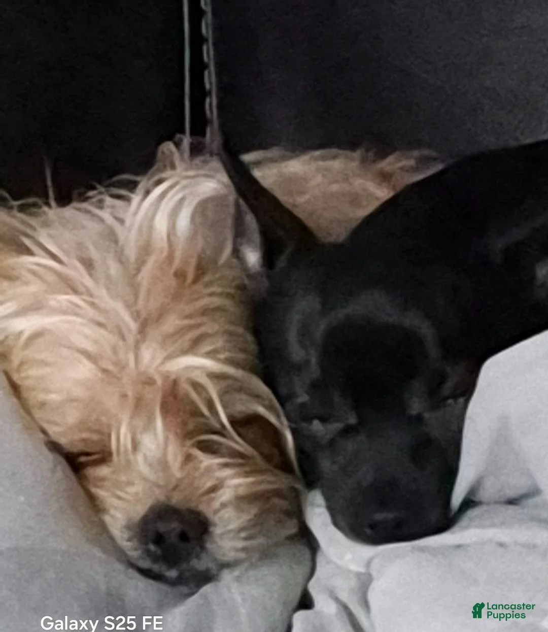Mixed Breed dogs for sale:  Toy size Malchi - Ad 28