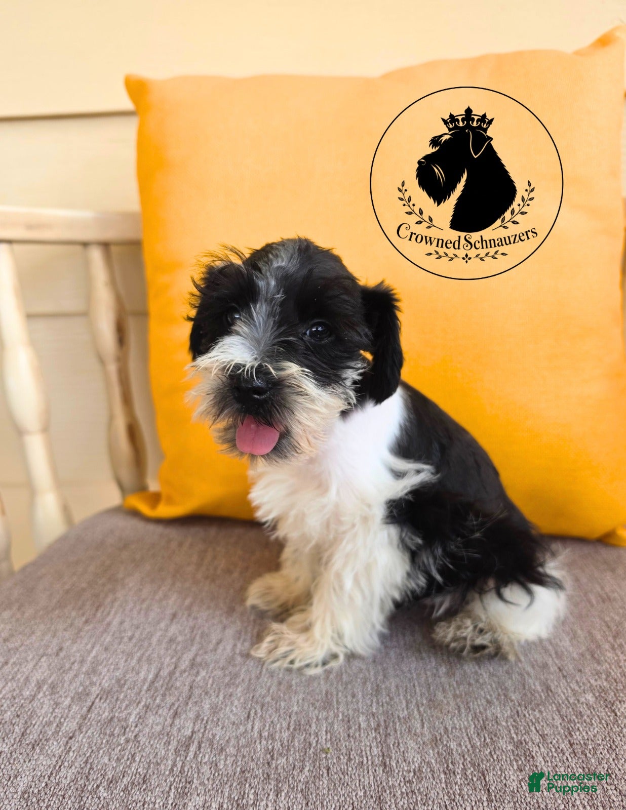 Miniature Schnauzer dogs Maverick black parti  - Ad 2