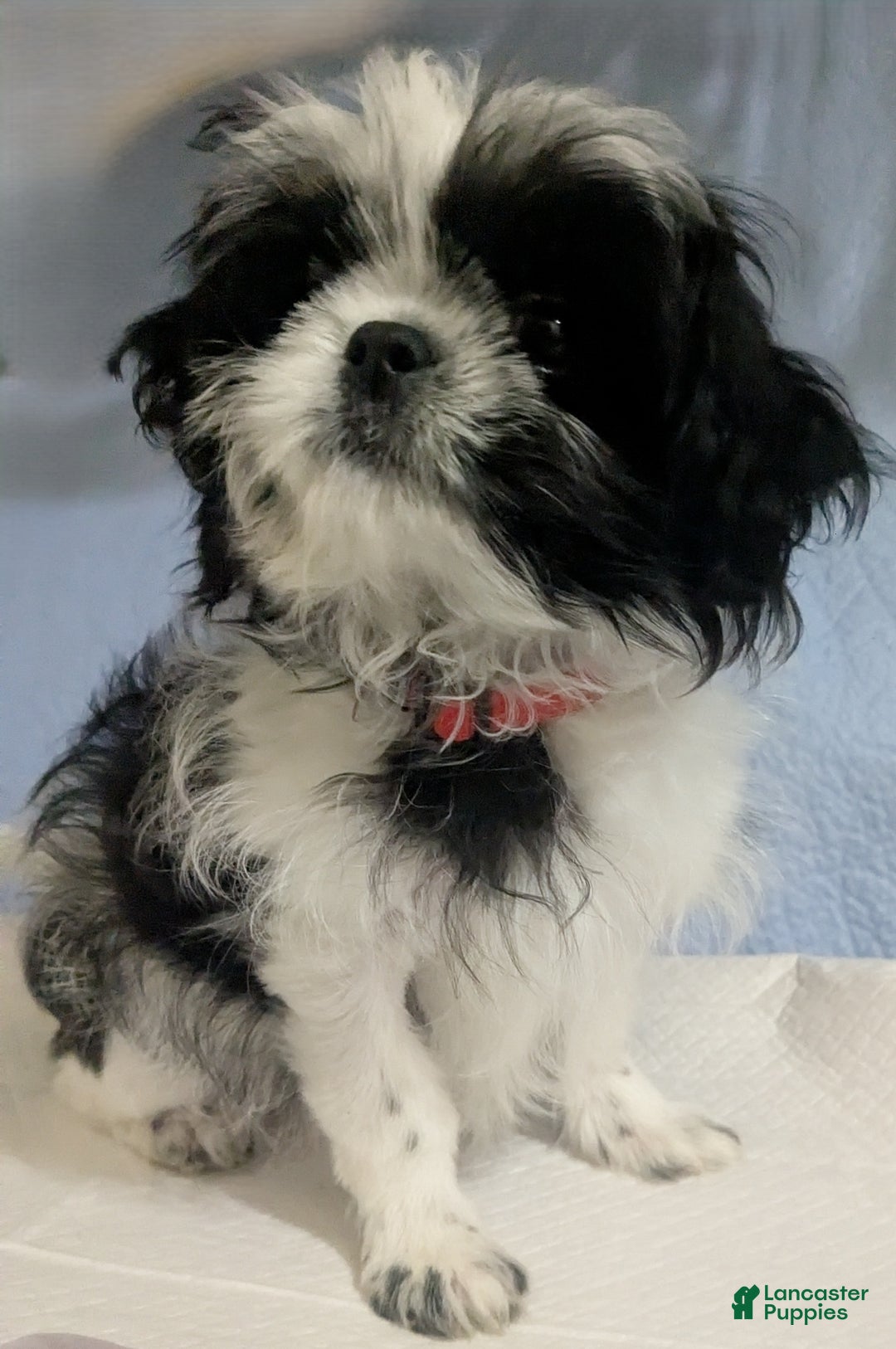 Shih Tzu dogs for sale: Serafina AKC Imperial Shih Tzu - Ad 6