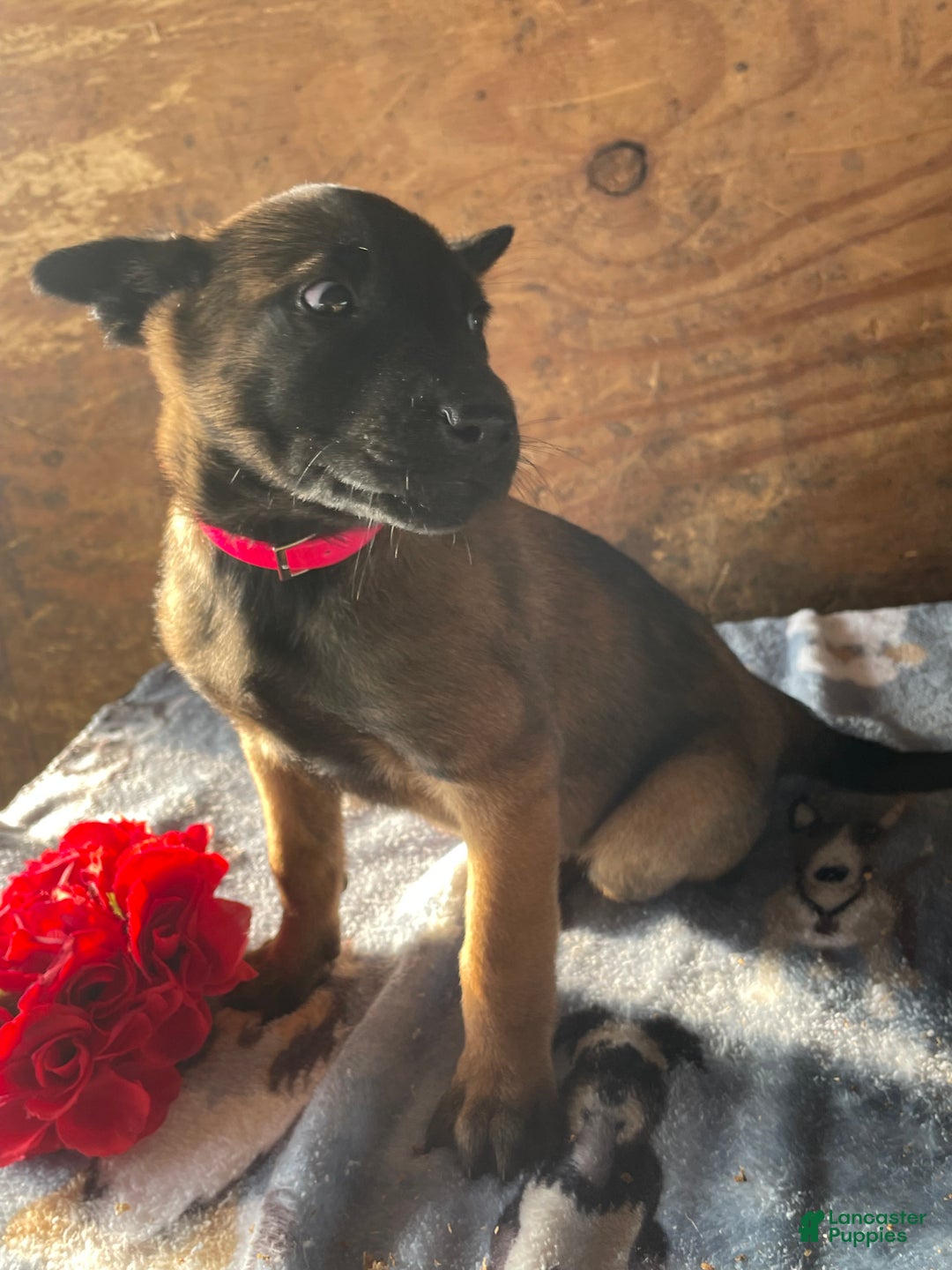 Belgian Malinois dogs for sale: Dakota - Ad 2