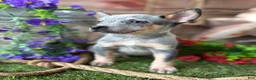 Australian Cattle Dog dogs for sale: Ash - Ad 2