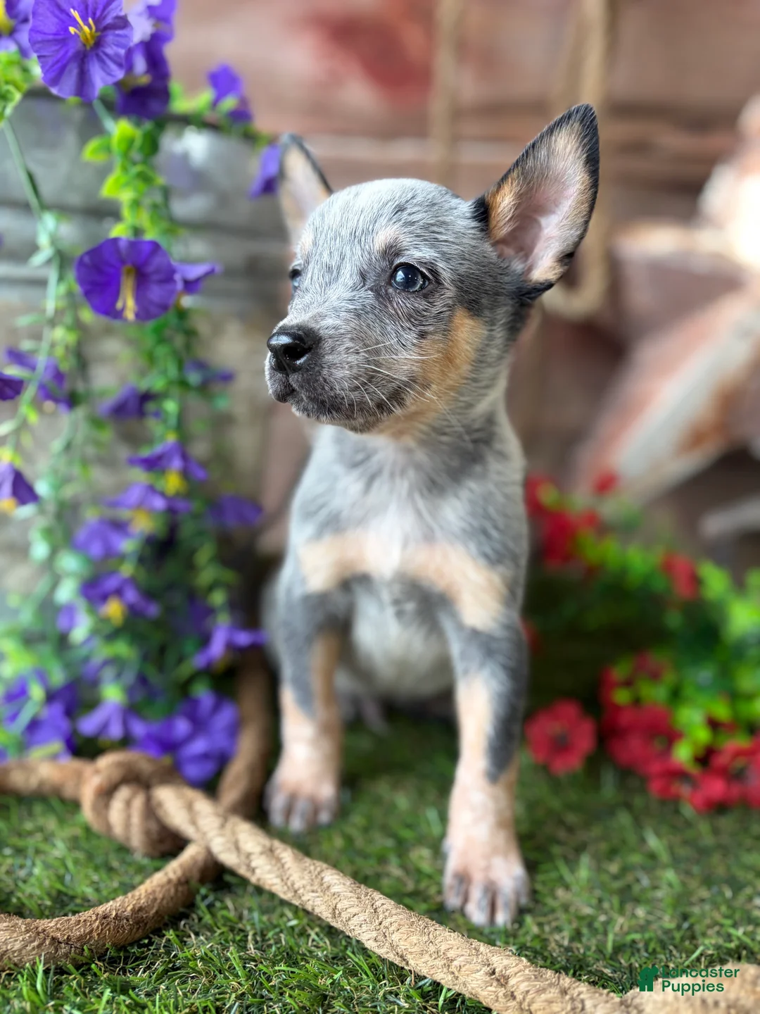 Australian Cattle Dog dogs for sale: Ash - Ad 2