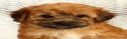 Yochon dogs for sale: Felicity - Ad 9