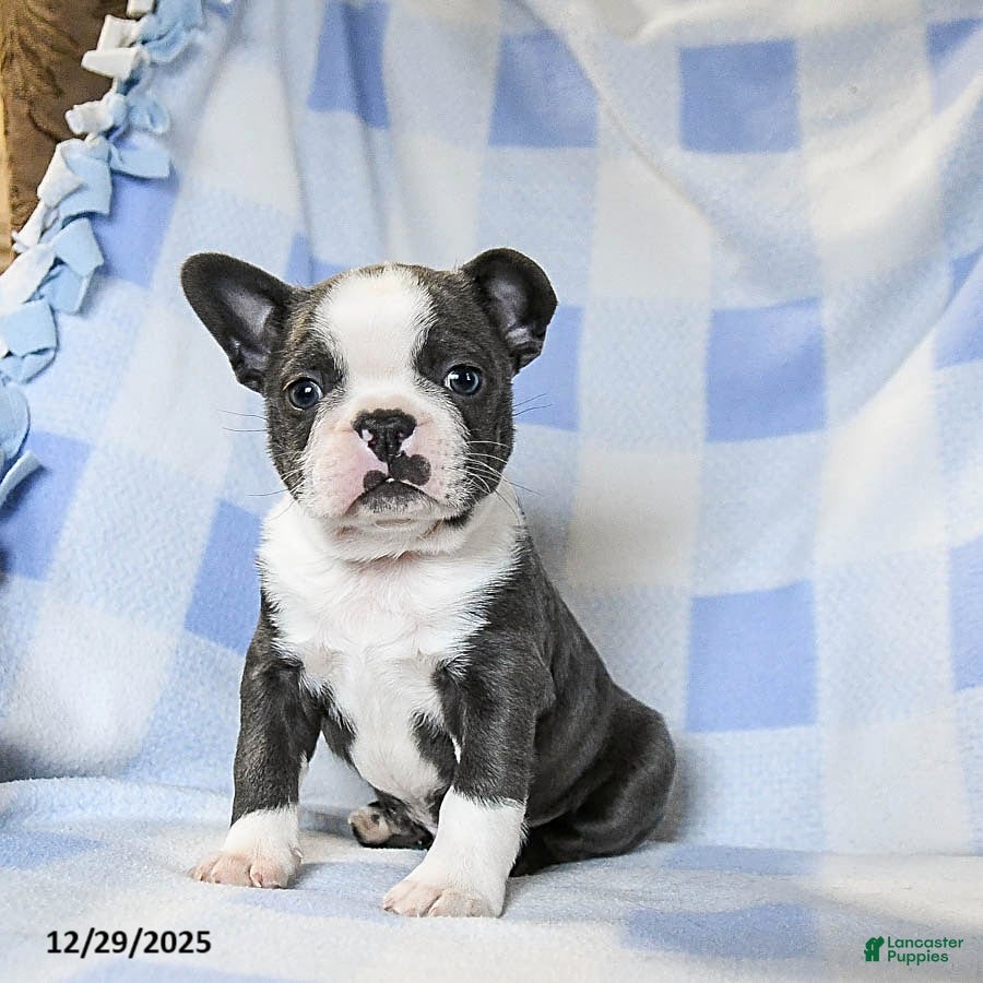 Boston Terrier dogs Bubbles - Ad 1