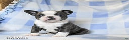 Boston Terrier dogs for sale: Bubbles - Ad 1