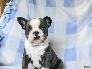 Boston Terrier dogs Bubbles - Ad 1