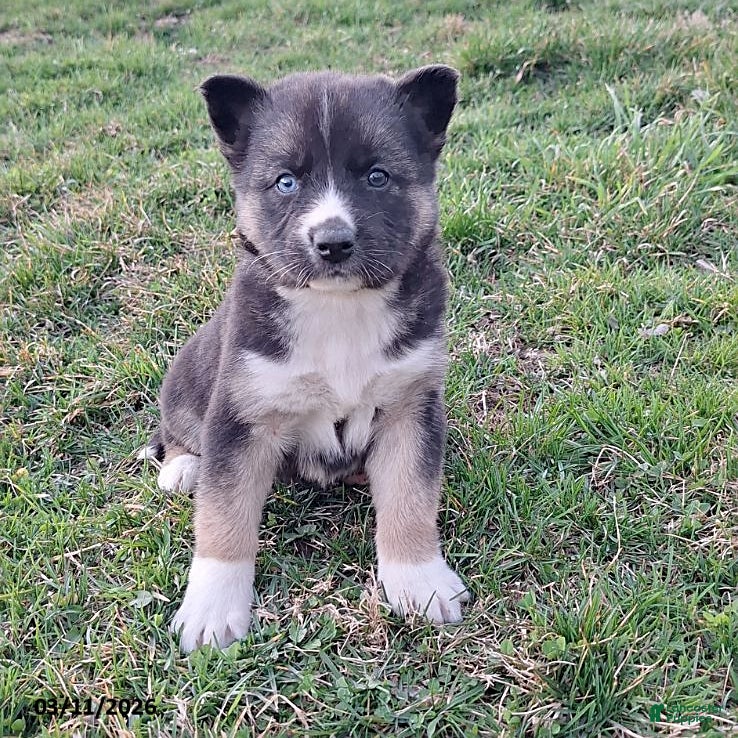 Gerberian Shepsky dogs Willow - Ad 1